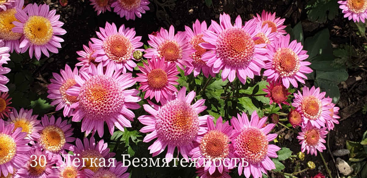 В Никитском ботаническом саду выбирают «принцессу» бала хризантем В Никитском ботаническом саду выбирают «принцессу» бала хризантем