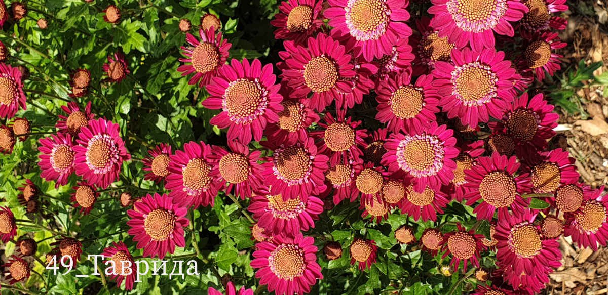 В Никитском ботаническом саду выбирают «принцессу» бала хризантем В Никитском ботаническом саду выбирают «принцессу» бала хризантем