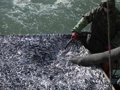 Высокие цены на рыбу в Крыму связаны с ограничениями на вылов