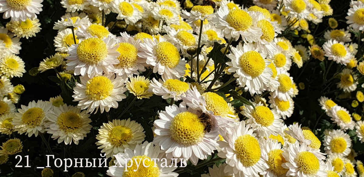 В Никитском ботаническом саду выбирают «принцессу» бала хризантем В Никитском ботаническом саду выбирают «принцессу» бала хризантем