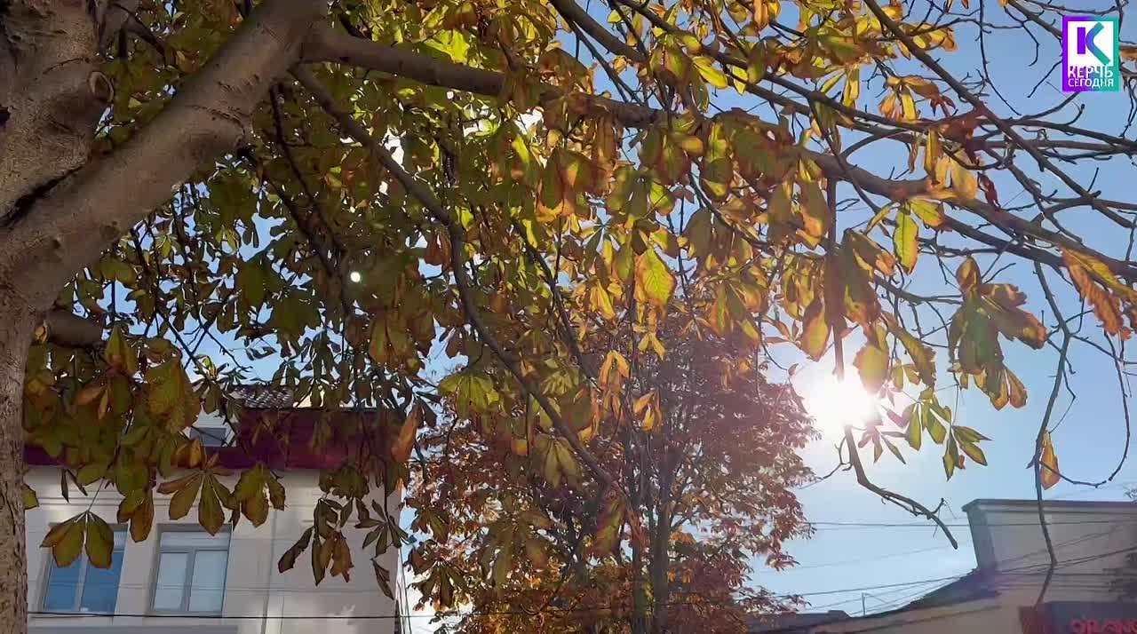 Каштаны на ул. Козлова обрабатывают от вредителей