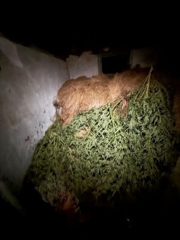 В Сакском районе оперативниками выявлен факт незаконного выращивания наркосодержащих растений В Сакском районе оперативниками выявлен факт незаконного выращивания наркосодержащих растений