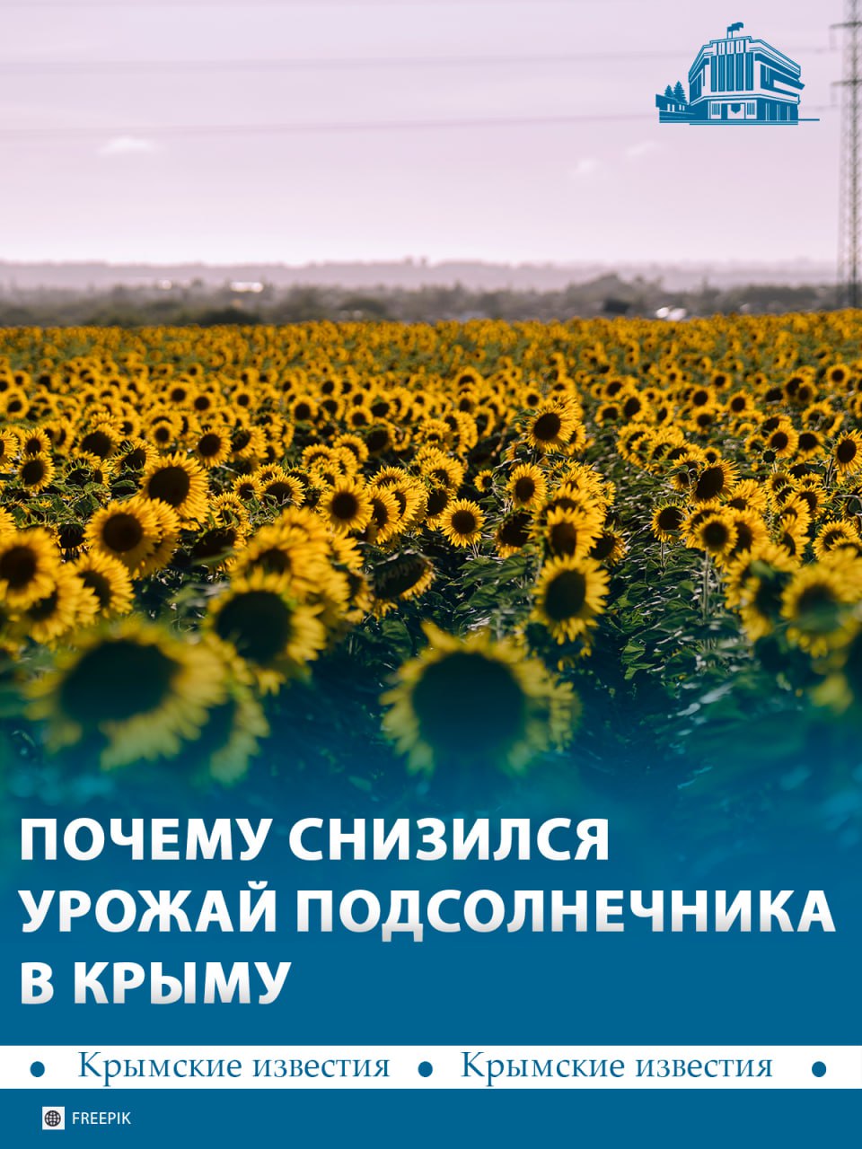 Вдвое меньше подсолнечника собрали в Крыму по сравнению с прошлым годом – это 17,7 тыс тонн с 35 тыс гектаров