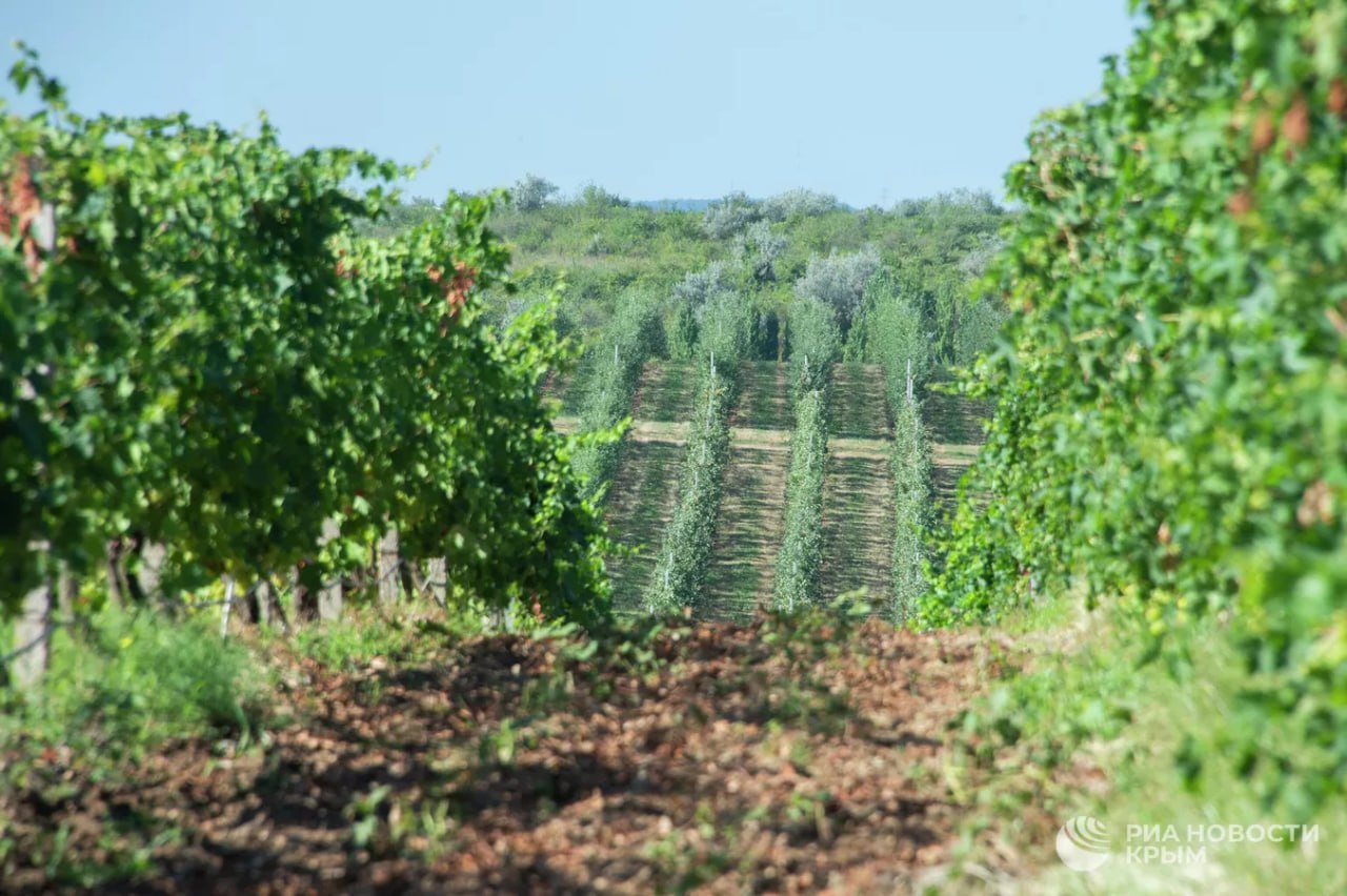Первый в России коворкинг для виноделов появится в Севастополе