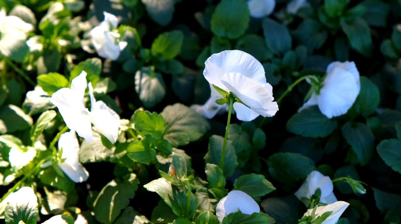 Янина Павленко: Более 90 тысяч цветов будет высажено в муниципалитете – Зеленстрой приступил к осеннему цветочному оформлению нашей красавицы Ялты Янина Павленко: Более 90 тысяч цветов будет высажено в муниципалитете – Зеленстрой приступил к осеннему цветочному оформлению нашей красавицы Ялты