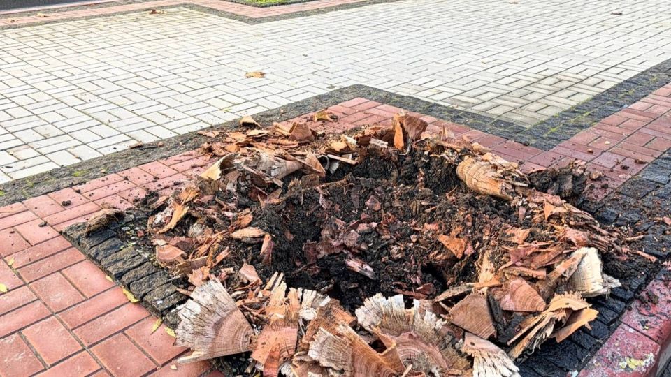 В Керчи продолжают применять установку для удаления пней, оставленных после сноса аварийных деревьев В Керчи продолжают применять установку для удаления пней, оставленных после сноса аварийных деревьев