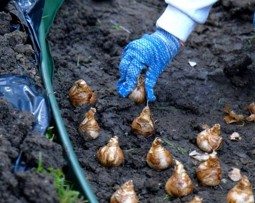 В Ялте приступил к осеннему цветочному оформлению В Ялте приступил к осеннему цветочному оформлению