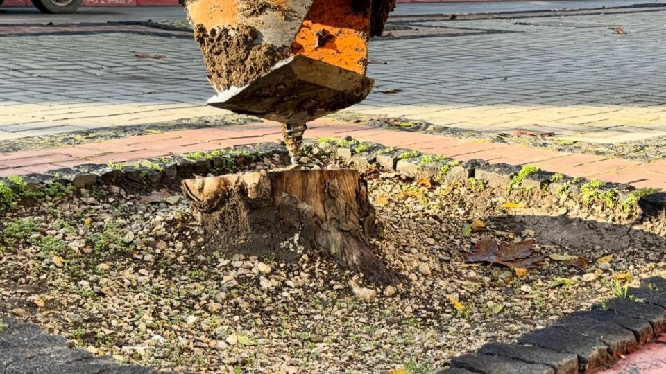 В Керчи продолжают применять установку для удаления пней, оставленных после сноса аварийных деревьев В Керчи продолжают применять установку для удаления пней, оставленных после сноса аварийных деревьев
