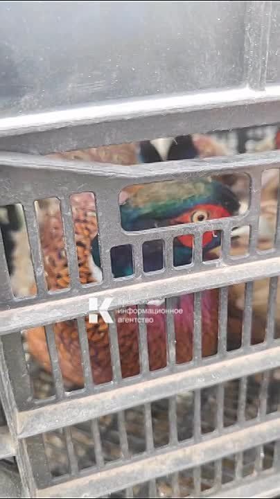 100 ������� � 250 ���� ��������� � ��������� ������ �������������� � ������������