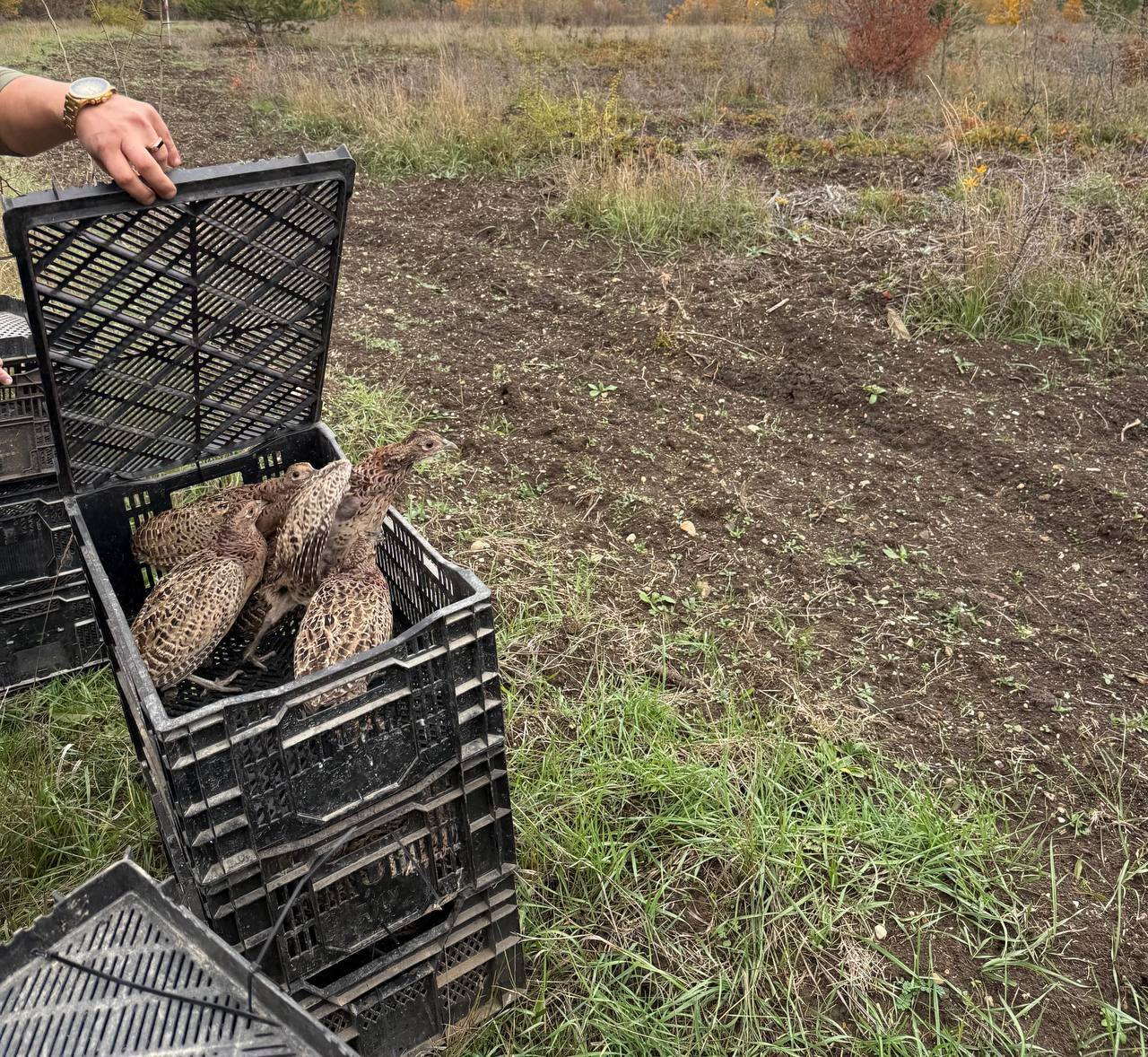 350 птиц выпустили в дикую природу Черноморского и Сакского районов