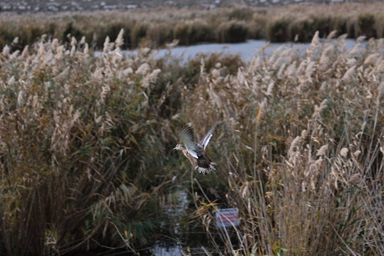 В крымские охотничьи угодья выпустили фазанов и уток В крымские охотничьи угодья выпустили фазанов и уток