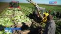 Крымские аграрии приступили к уборке пекинской капусты