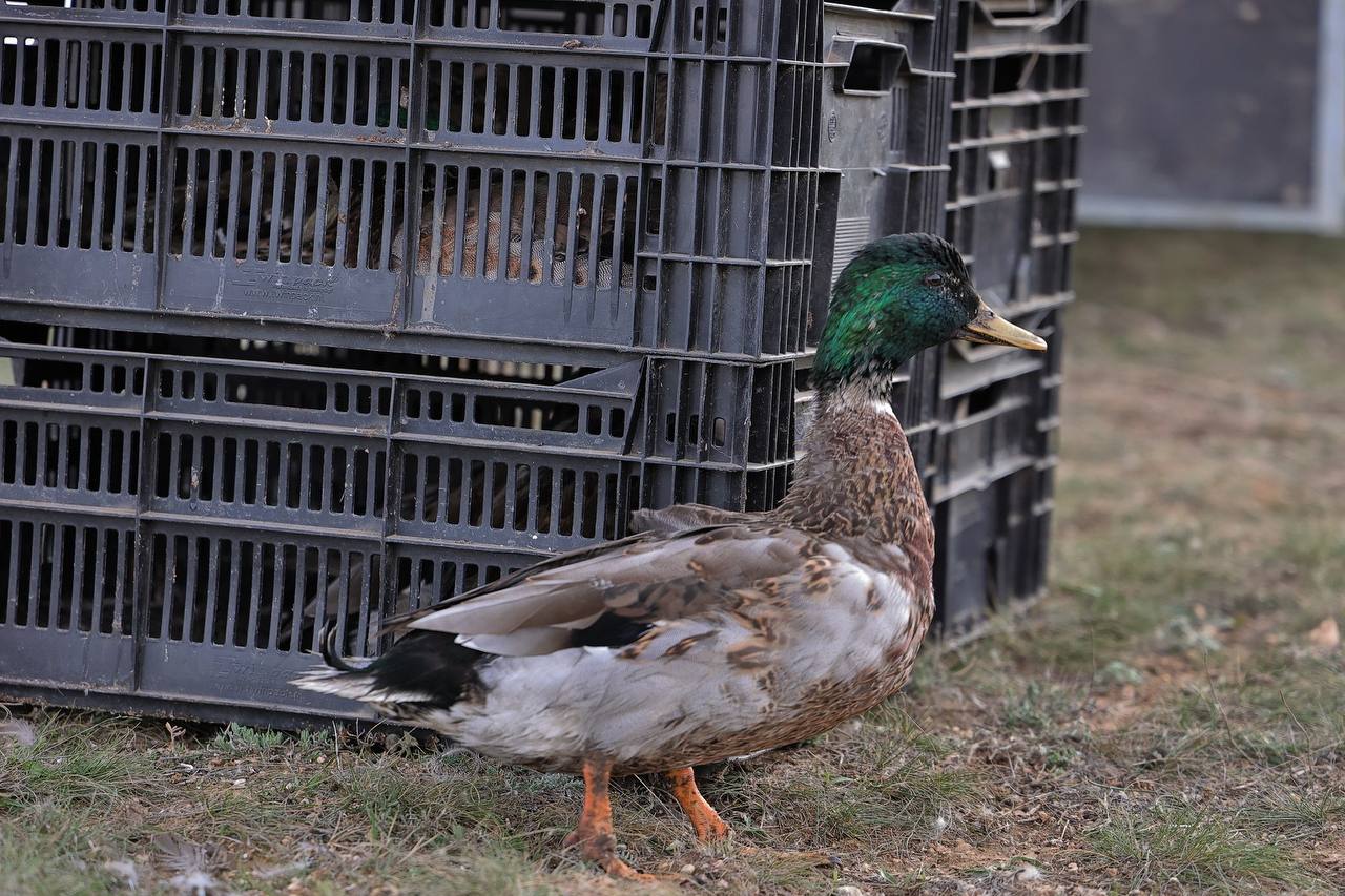 Министр экологии и природных ресурсов Республики Крым Ольга Шевцова приняла участие в расселении утки и фазана в рамках биотехнических мероприятий Министр экологии и природных ресурсов Республики Крым Ольга Шевцова приняла участие в расселении утки и фазана в рамках биотехнических мероприятий