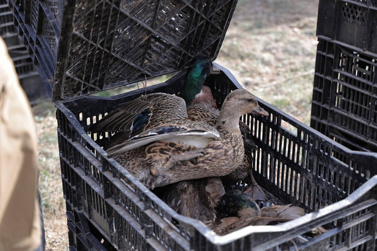 В крымские охотничьи угодья выпустили фазанов и уток В крымские охотничьи угодья выпустили фазанов и уток