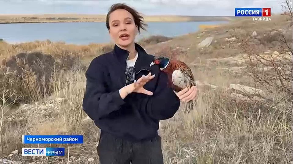 100 ������� � 250 ����-����� ��������� � ����� �������� � ������������� �������