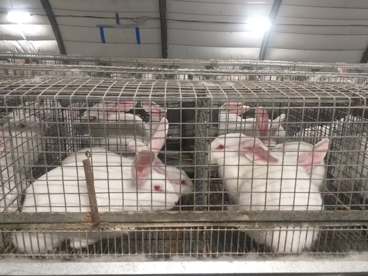 Рабочий выезд в рамках программы «Герои Крыма»: развитие животноводства в действии Рабочий выезд в рамках программы «Герои Крыма»: развитие животноводства в действии