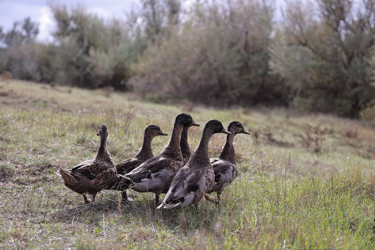 В крымские охотничьи угодья выпустили фазанов и уток