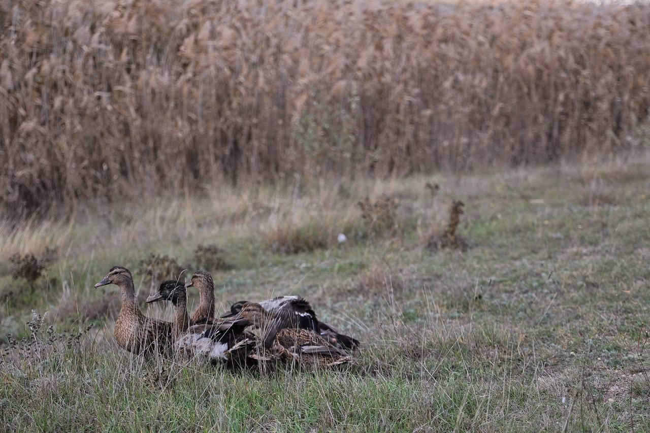 Министр экологии и природных ресурсов Республики Крым Ольга Шевцова приняла участие в расселении утки и фазана в рамках биотехнических мероприятий Министр экологии и природных ресурсов Республики Крым Ольга Шевцова приняла участие в расселении утки и фазана в рамках биотехнических мероприятий