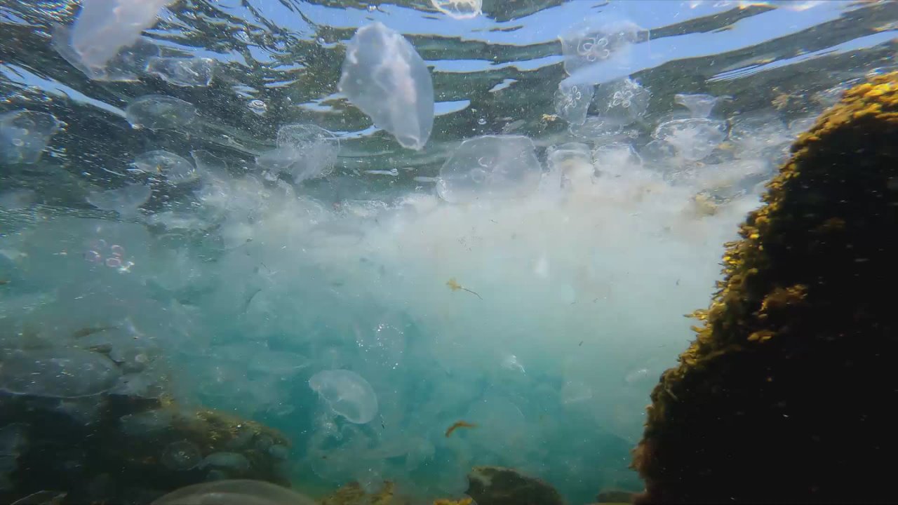 Янина Павленко: Прощаемся с октябрем, отмечая еще один чудесный праздник! День самого синего Черного моря Да, друзья, есть в календаре и его персональный праздник