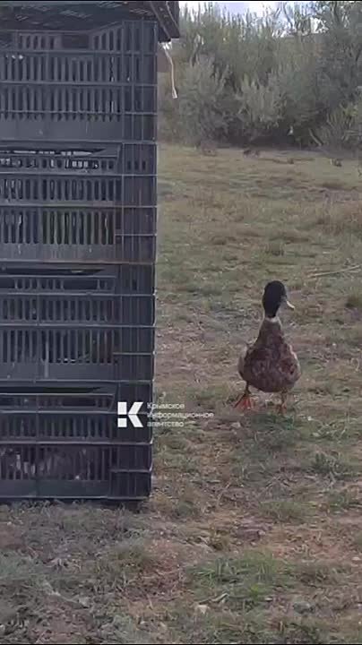 Грустная утиная история. У одной уточки оказалась проблема с крылом и её не выпустили, а её друг вернулся и бегал вокруг, ждал её