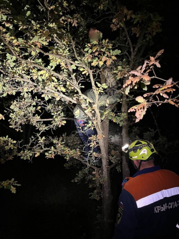 Спасаясь от кабанов, залезли на дерево, а слезть не смогли