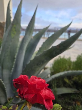 Янина Павленко: С добрым утром, любимый город Встречаем последний месяц осени и рабочую субботу Ловите красоту – наши поздние розы Гурзуфа