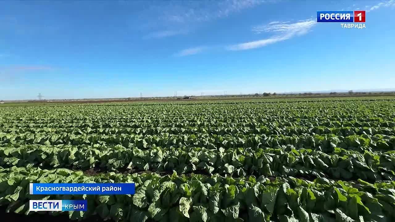 В Крыму завершают уборку овощей «борщевого набора»