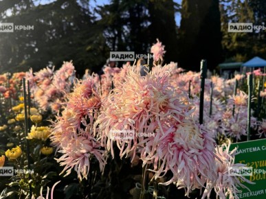 Бал хризантем в Никитском ботаническом саду