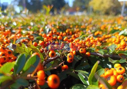 Доброе утро, Севастополь!. Сегодня весь день будет облачно
