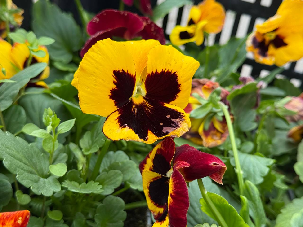 Александр Юрьев: Озеленители МУП «МО «Комбинат благоустройства» продолжают украшать город цветами, которые будут радовать нас до зимы и первыми взойдут на городских клубах следующей весной Александр Юрьев: Озеленители МУП «МО «Комбинат благоустройства» продолжают украшать город цветами, которые будут радовать нас до зимы и первыми взойдут на городских клубах следующей весной