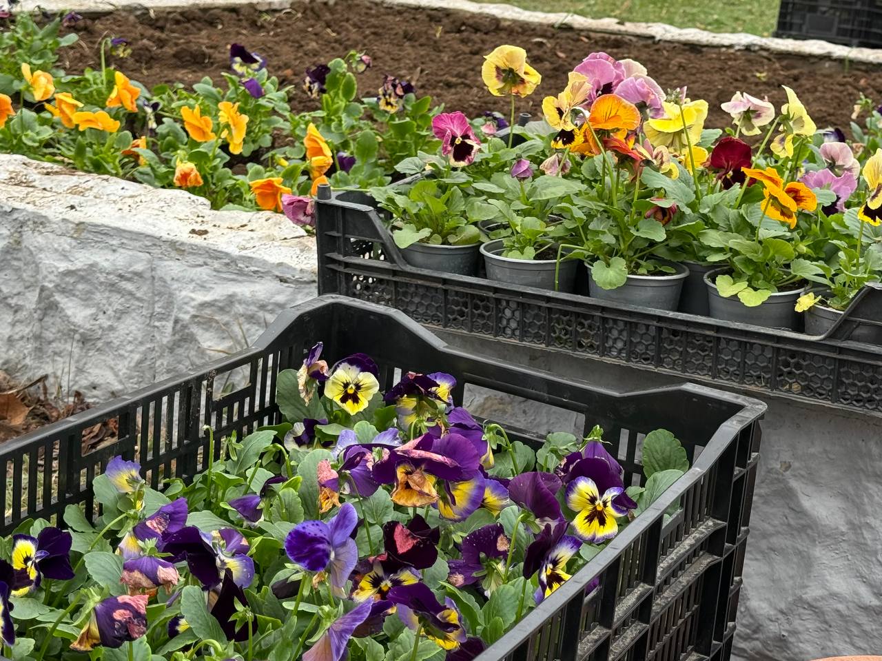 Александр Юрьев: Озеленители МУП «МО «Комбинат благоустройства» продолжают украшать город цветами, которые будут радовать нас до зимы и первыми взойдут на городских клубах следующей весной Александр Юрьев: Озеленители МУП «МО «Комбинат благоустройства» продолжают украшать город цветами, которые будут радовать нас до зимы и первыми взойдут на городских клубах следующей весной