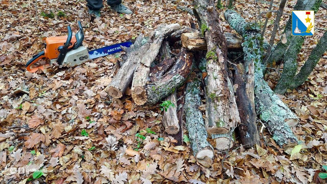 Сотрудники севастопольского лесничества напоминают о правилах сбора валежника Сотрудники севастопольского лесничества напоминают о правилах сбора валежника