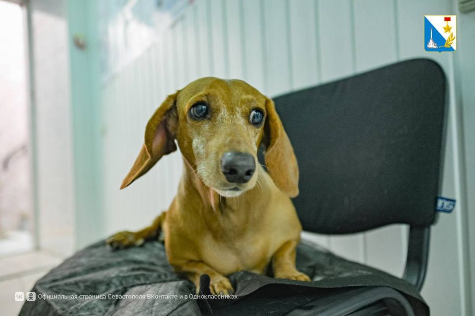 Заботимся о ваших питомцах