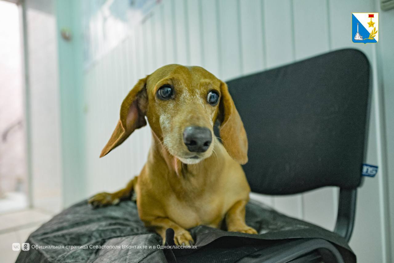 Заботимся о ваших питомцах