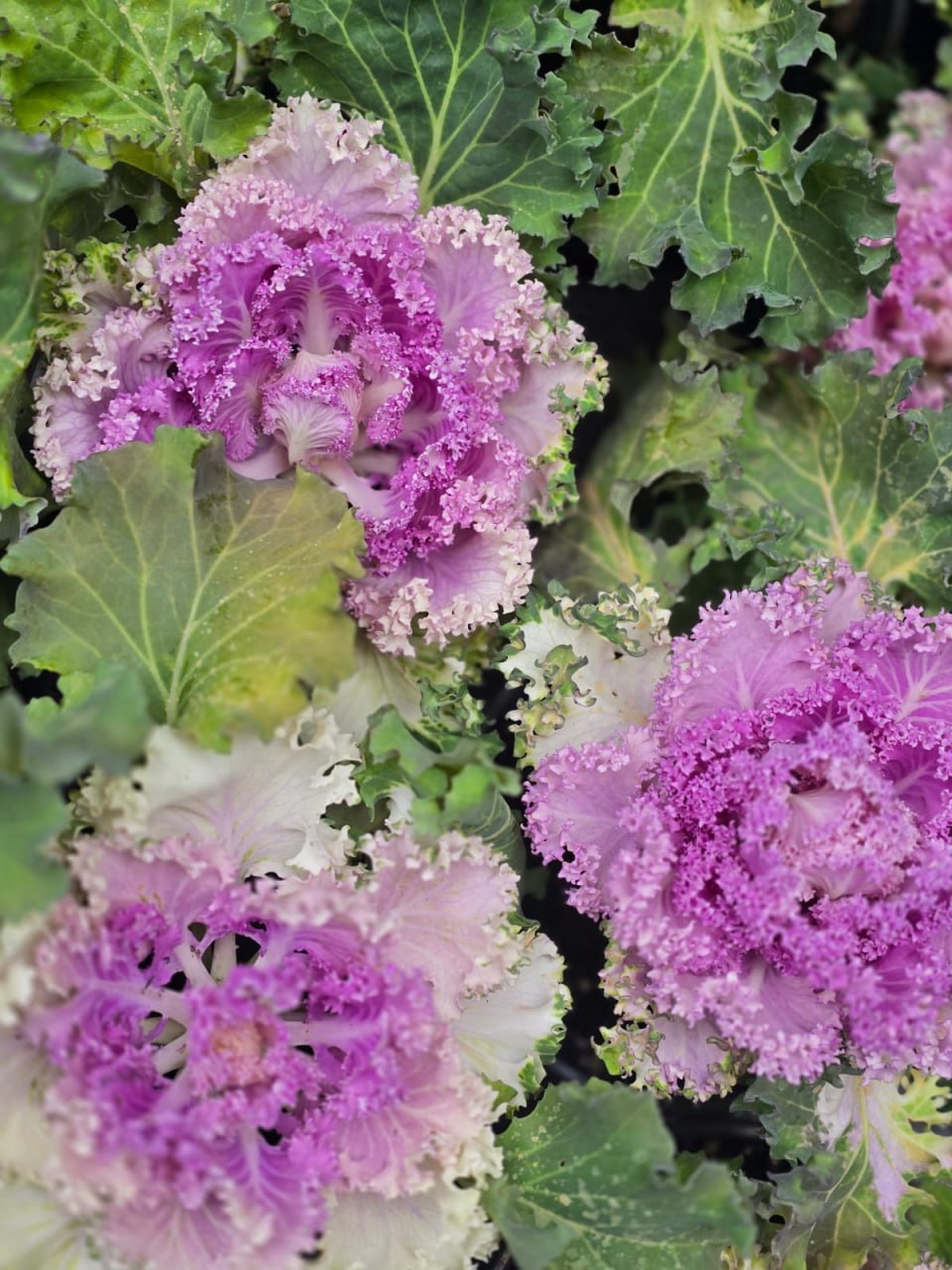 Янина Павленко: Яркая, оригинальная, привлекающая внимание Специалисты «Зеленстроя» приступили к высадке декоративной капусты Янина Павленко: Яркая, оригинальная, привлекающая внимание Специалисты «Зеленстроя» приступили к высадке декоративной капусты