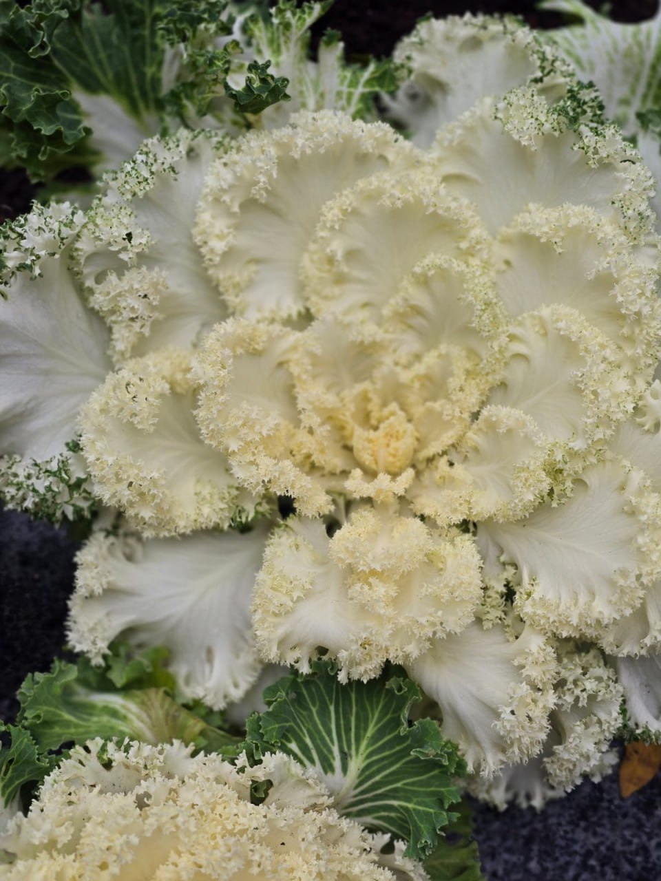 Янина Павленко: Яркая, оригинальная, привлекающая внимание Специалисты «Зеленстроя» приступили к высадке декоративной капусты Янина Павленко: Яркая, оригинальная, привлекающая внимание Специалисты «Зеленстроя» приступили к высадке декоративной капусты