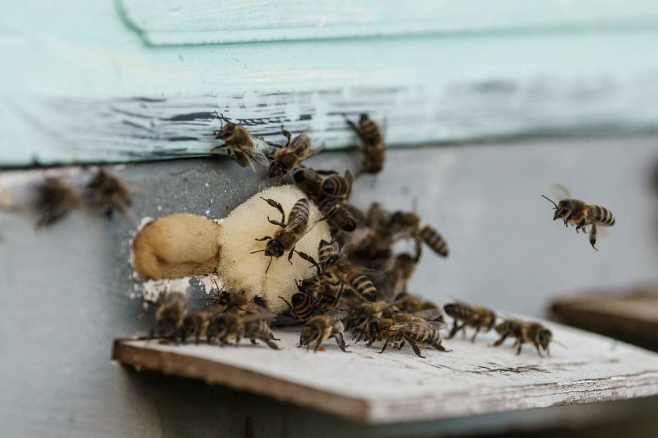 ������ ���������: ����������� ������������ ����������: ��������� ������������ ������� ��������� ������