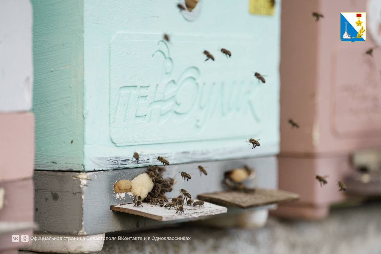 Поддерживаем пчеловодов. Пасека Виталия Ливицкого с 2018 года получил более 2 млн рублей субсидий — на закупку оборудования, расширение поголовья и развитие производства пчелопакетов, востребованных по всему Югу России Поддерживаем пчеловодов. Пасека Виталия Ливицкого с 2018 года получил более 2 млн рублей субсидий — на закупку оборудования, расширение поголовья и развитие производства пчелопакетов, востребованных по всему Югу России