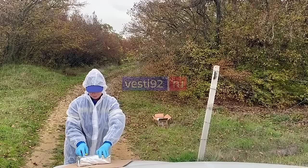 Специалисты Госветслужбы Севастополя вакцинируют диких хищников против бешенства