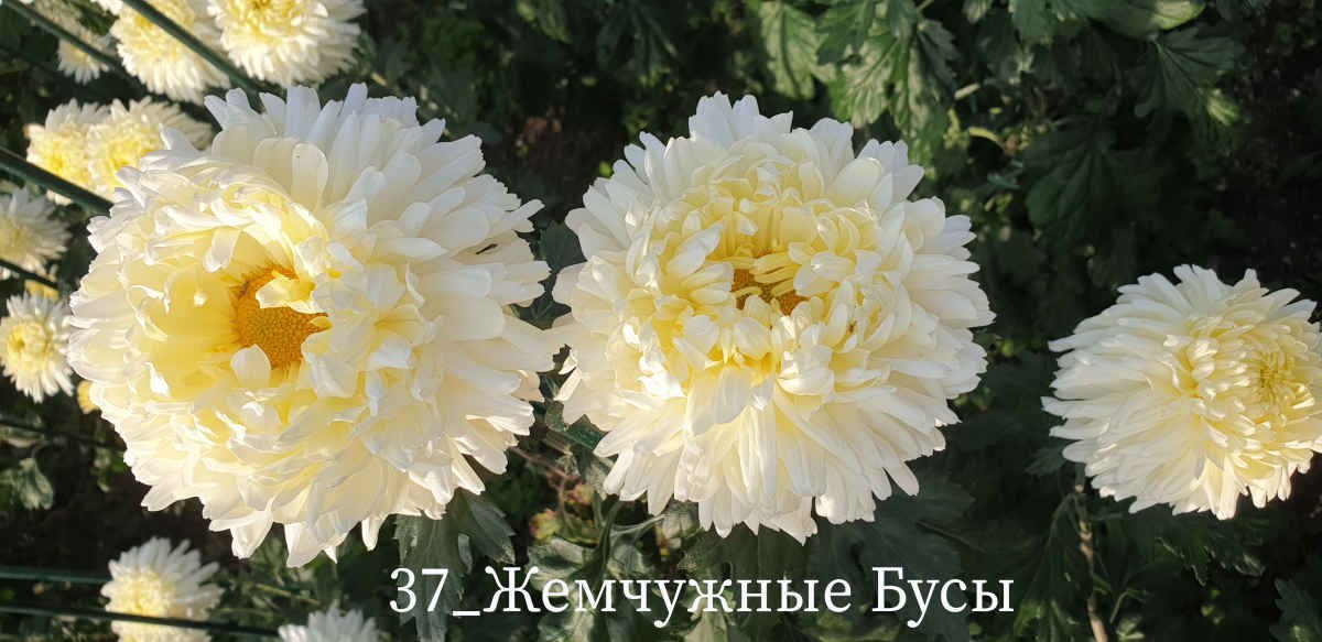 В Никитском ботаническом саду выбирают «королеву» бала хризантем