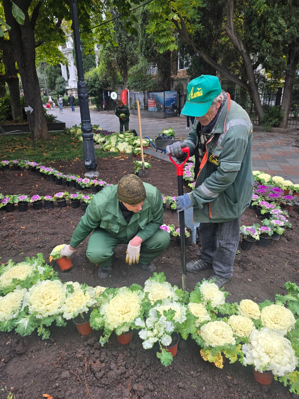 Янина Павленко: Яркая, оригинальная, привлекающая внимание Специалисты «Зеленстроя» приступили к высадке декоративной капусты