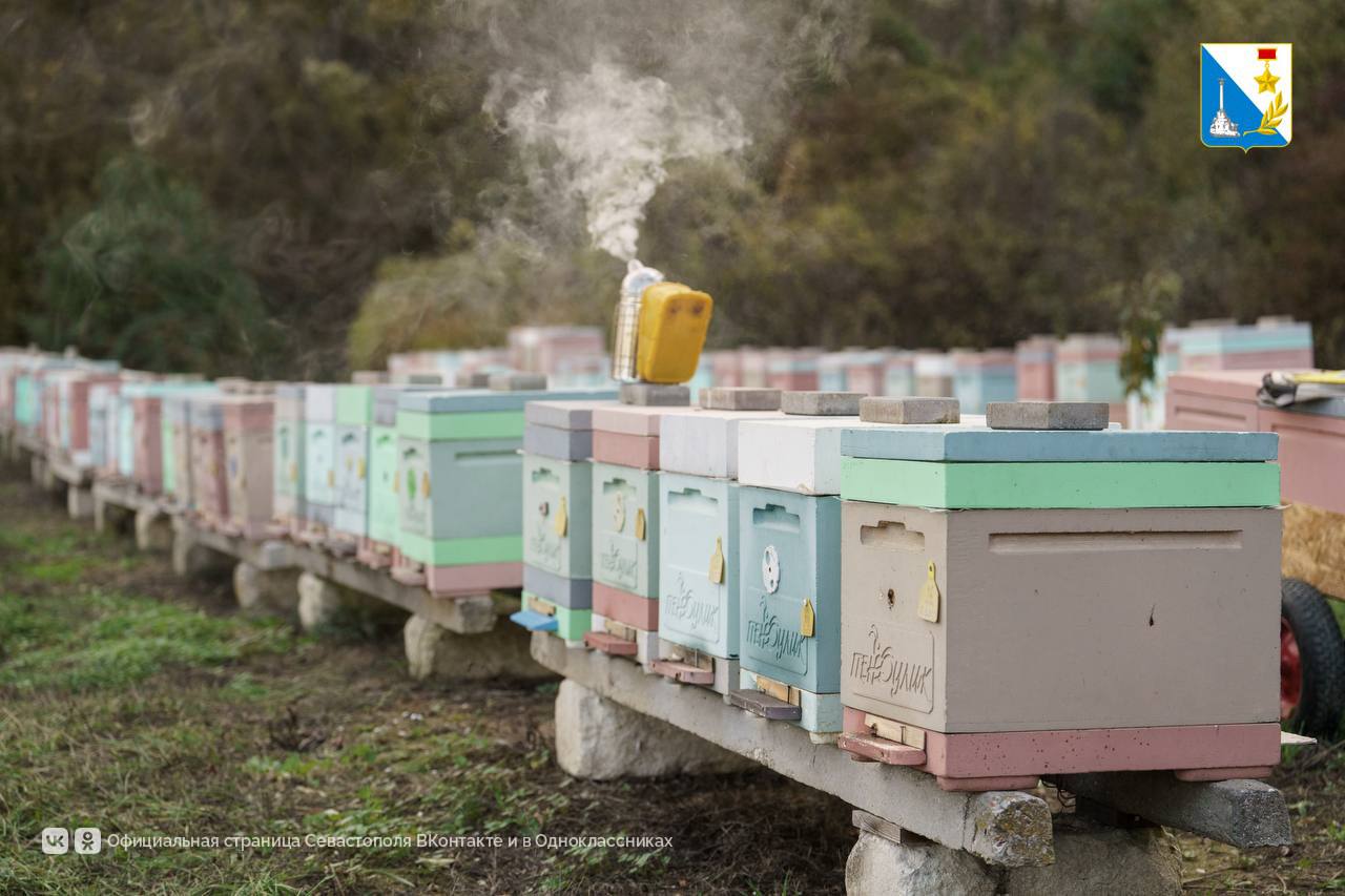 Поддерживаем пчеловодов. Пасека Виталия Ливицкого с 2018 года получил более 2 млн рублей субсидий — на закупку оборудования, расширение поголовья и развитие производства пчелопакетов, востребованных по всему Югу России Поддерживаем пчеловодов. Пасека Виталия Ливицкого с 2018 года получил более 2 млн рублей субсидий — на закупку оборудования, расширение поголовья и развитие производства пчелопакетов, востребованных по всему Югу России
