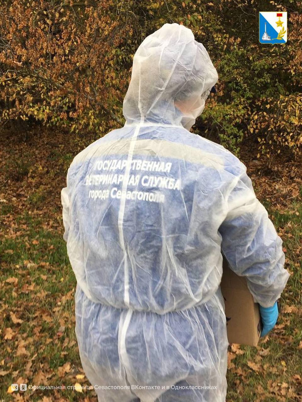 Защита от бешенства. В Севастополе вакцинируют диких животных от бешенства Защита от бешенства. В Севастополе вакцинируют диких животных от бешенства