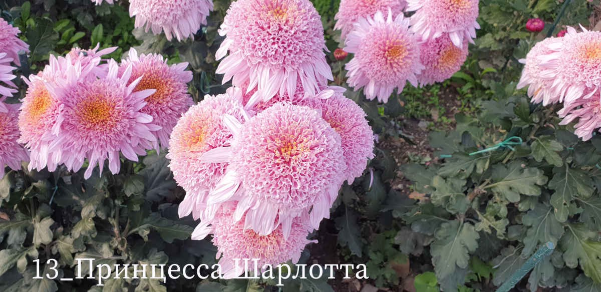 В Никитском ботаническом саду выбирают «королеву» бала хризантем В Никитском ботаническом саду выбирают «королеву» бала хризантем