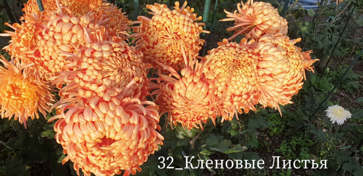 В Никитском ботаническом саду выбирают «королеву» бала хризантем В Никитском ботаническом саду выбирают «королеву» бала хризантем