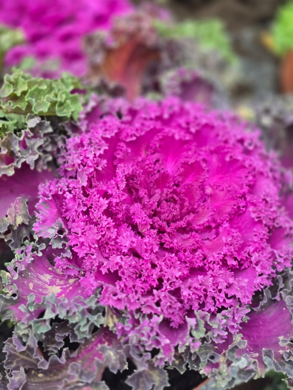 Янина Павленко: Яркая, оригинальная, привлекающая внимание Специалисты «Зеленстроя» приступили к высадке декоративной капусты Янина Павленко: Яркая, оригинальная, привлекающая внимание Специалисты «Зеленстроя» приступили к высадке декоративной капусты