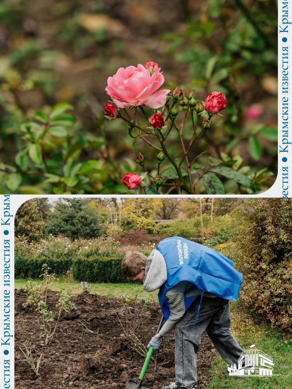 130 кустов чайно-гибридных роз высадили в симферопольском ботсаду
