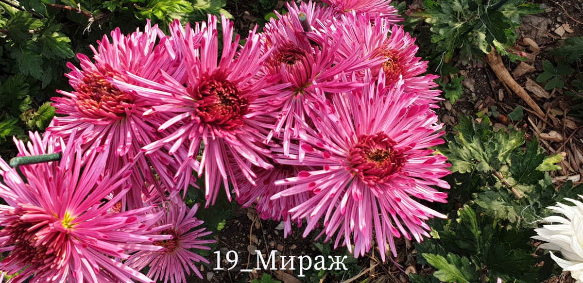 В Никитском ботаническом саду выбирают «королеву» бала хризантем В Никитском ботаническом саду выбирают «королеву» бала хризантем