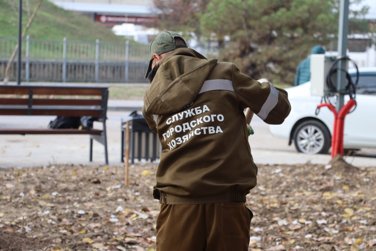 В Керчи до конца месяца высадят около 70 деревьев В Керчи до конца месяца высадят около 70 деревьев