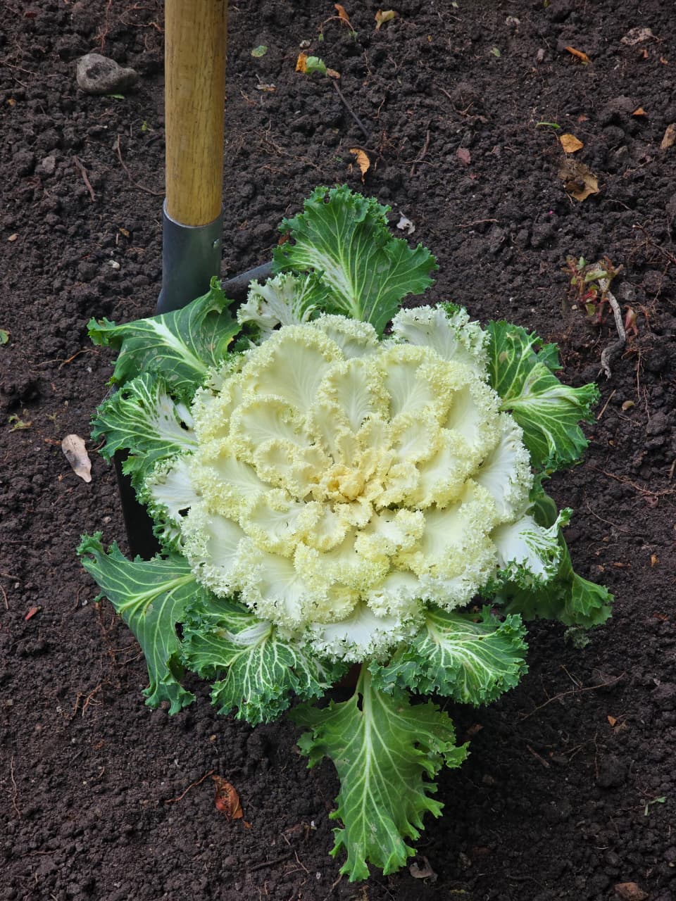 На клумбах Ялты высаживают декоративную капусту